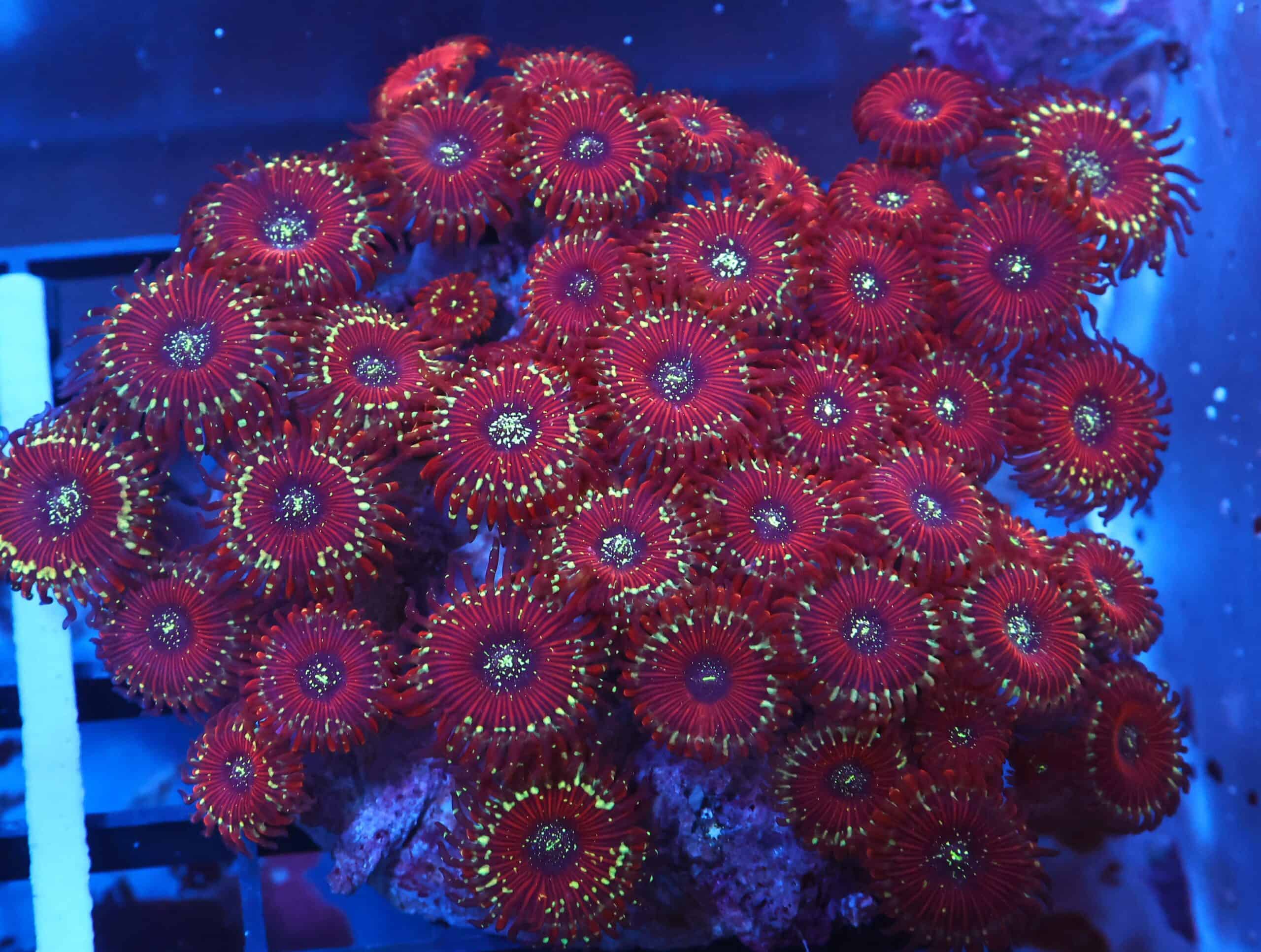 X110 - INDO RED MAGICIAN ZOA