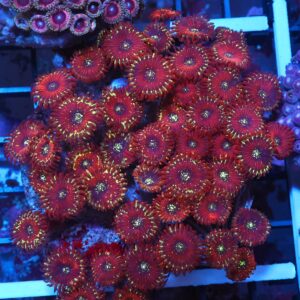 X114 - INDO RED MAGICIAN ZOA