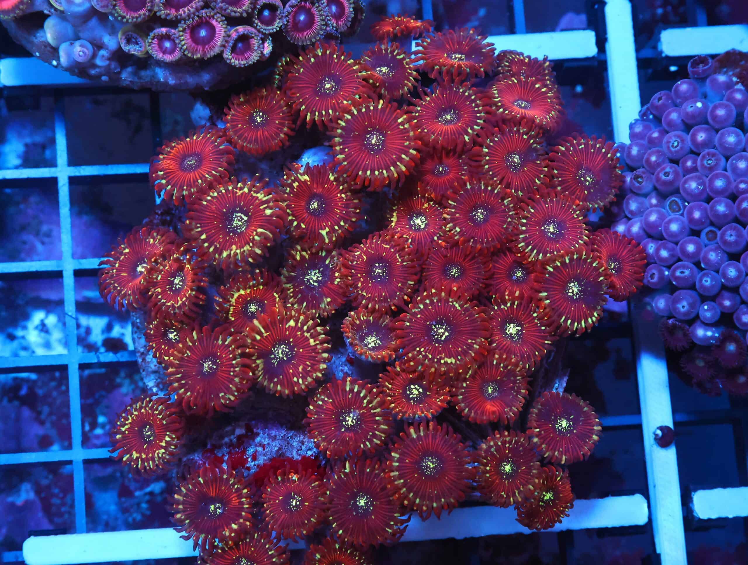 X114 - INDO RED MAGICIAN ZOA