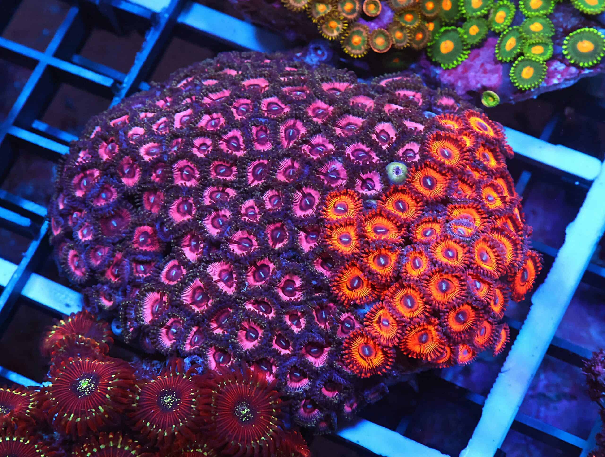 X116 - INDO ULTRA COMBO ZOA