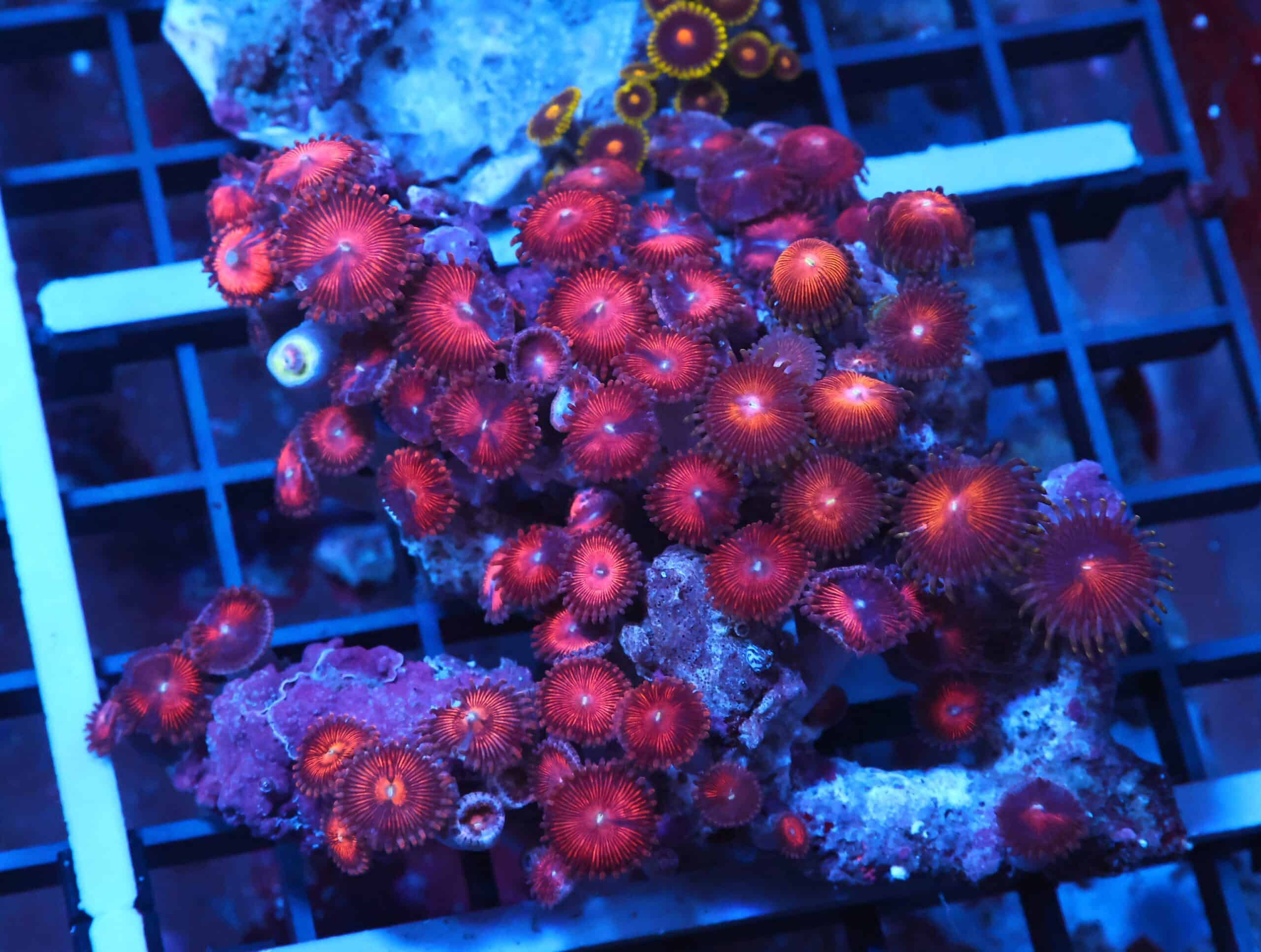X120 - INDO ROSY RED ZOA