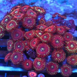 X137 - INDO RED MAGICIAN ZOA