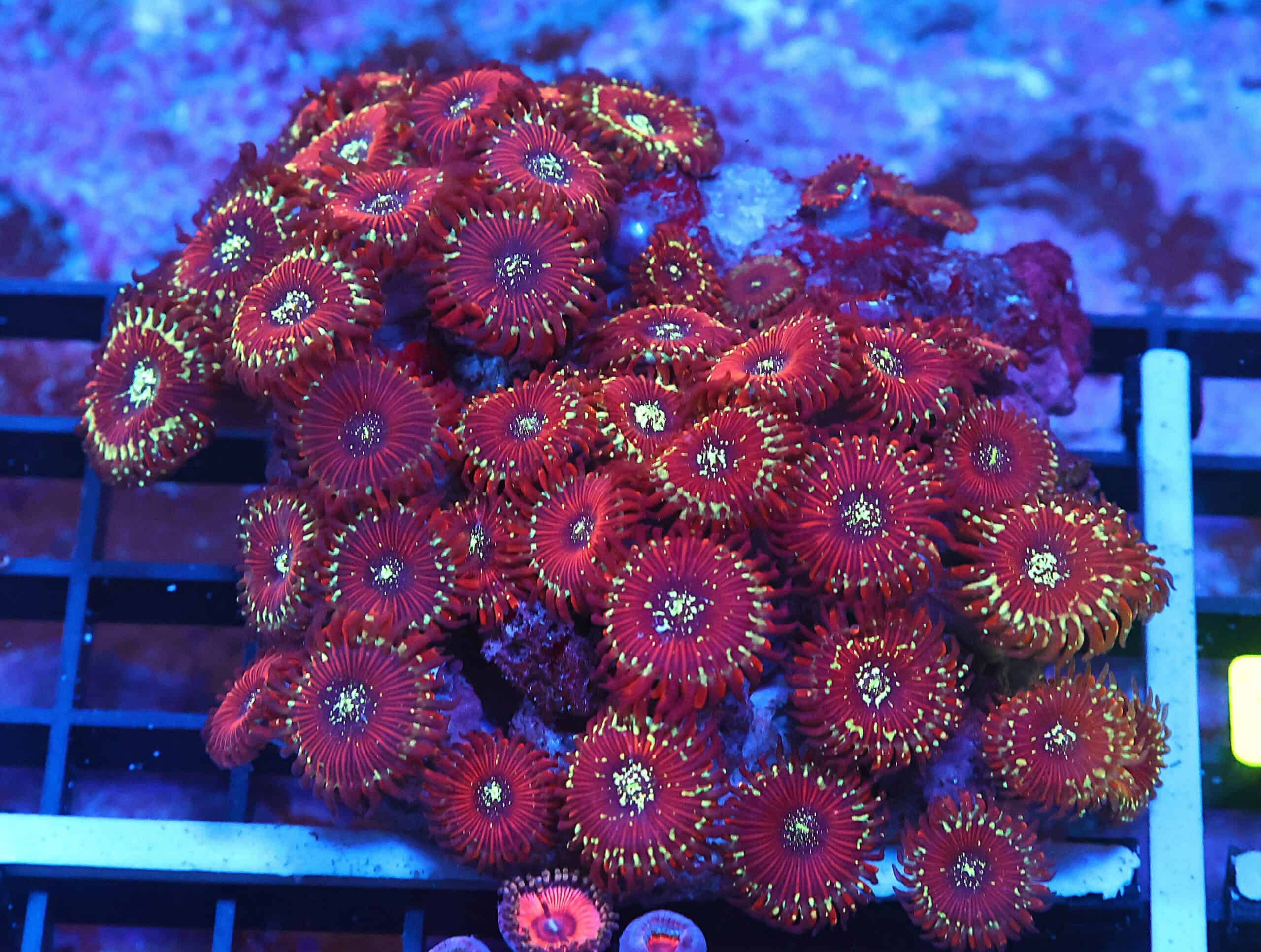 X137 - INDO RED MAGICIAN ZOA