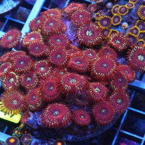 X47 - INDO RED MAGICIAN ZOA