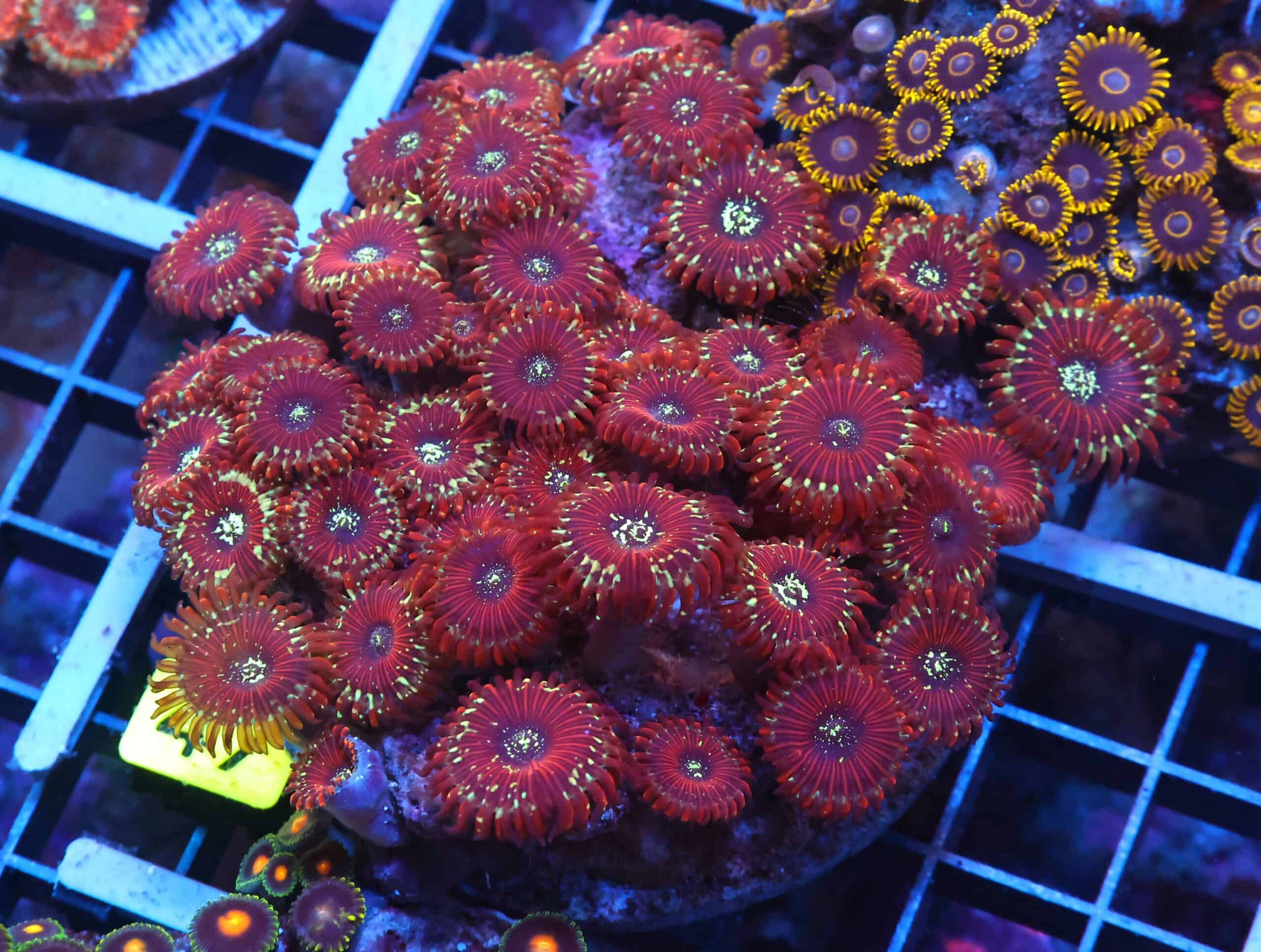 X47 - INDO RED MAGICIAN ZOA