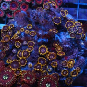 X52 - INDO BLACK HORNET ZOA