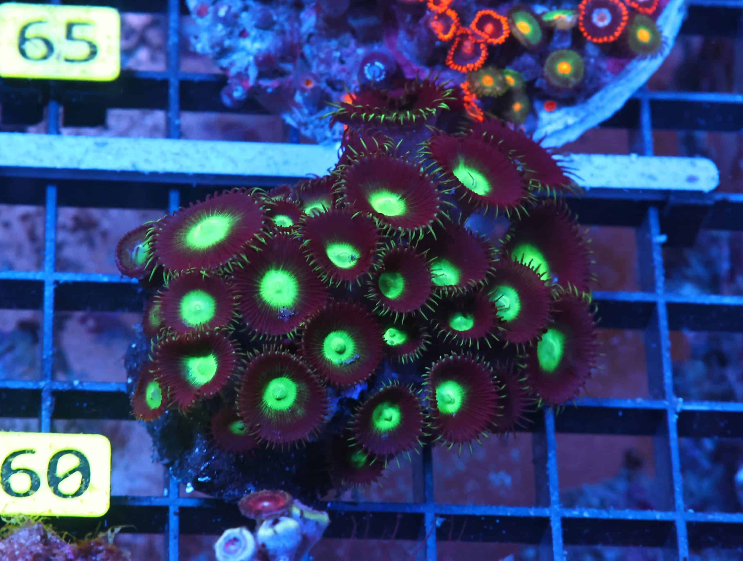 X60 - INDO ALIEN EYE ZOA