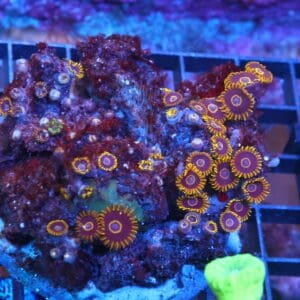 X67 - INDO BLACK HORNET ZOA