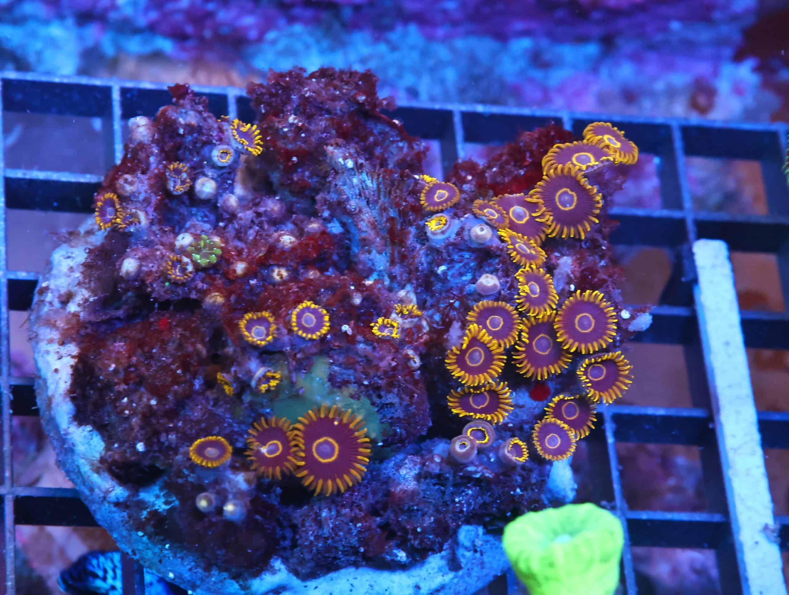 X67 - INDO BLACK HORNET ZOA