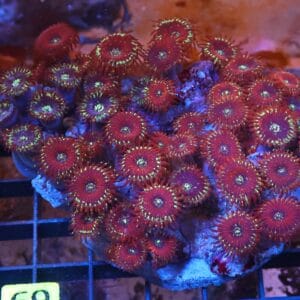 X69 - INDO RED MAGICIAN ZOA