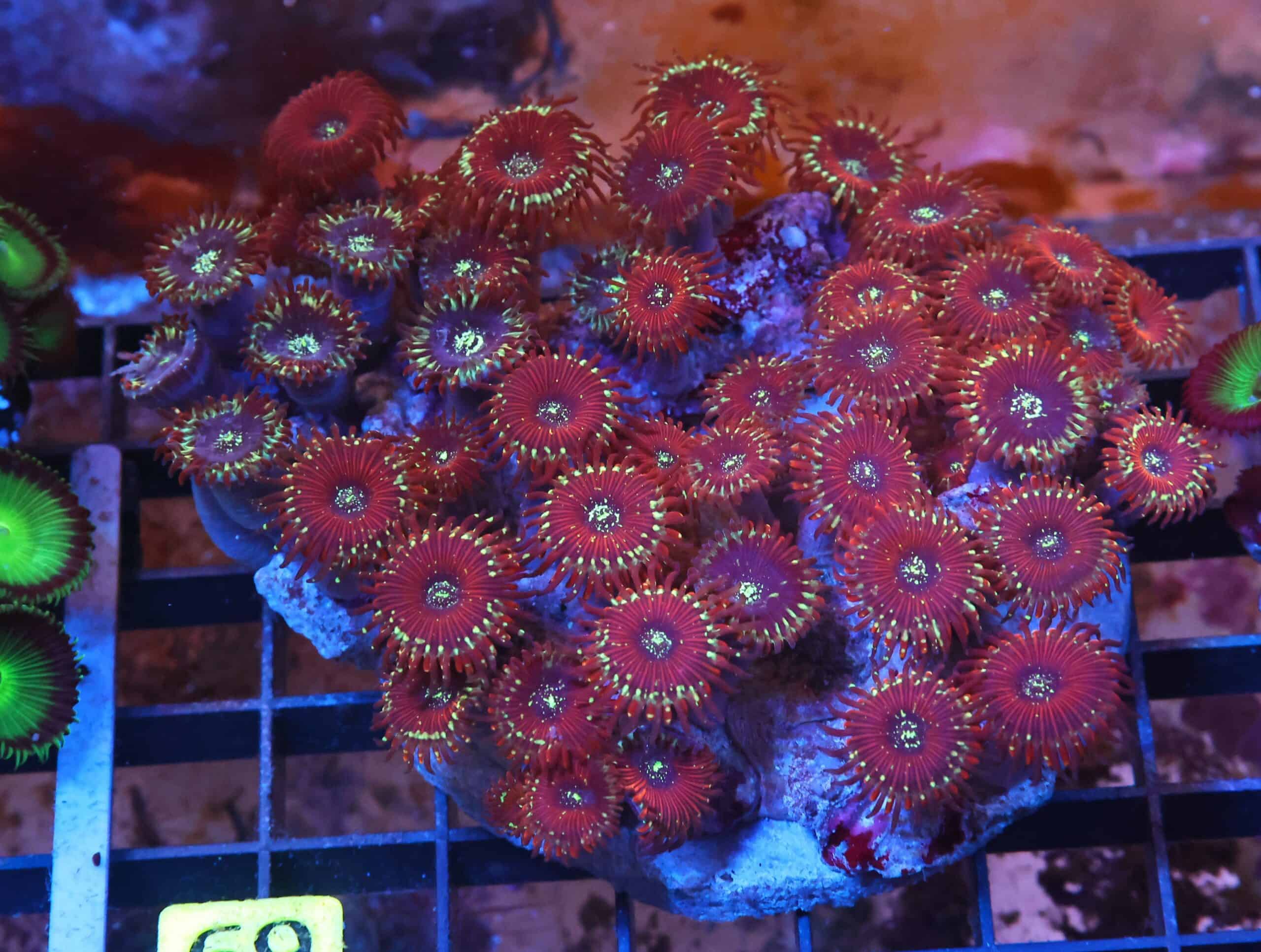 X69 - INDO RED MAGICIAN ZOA