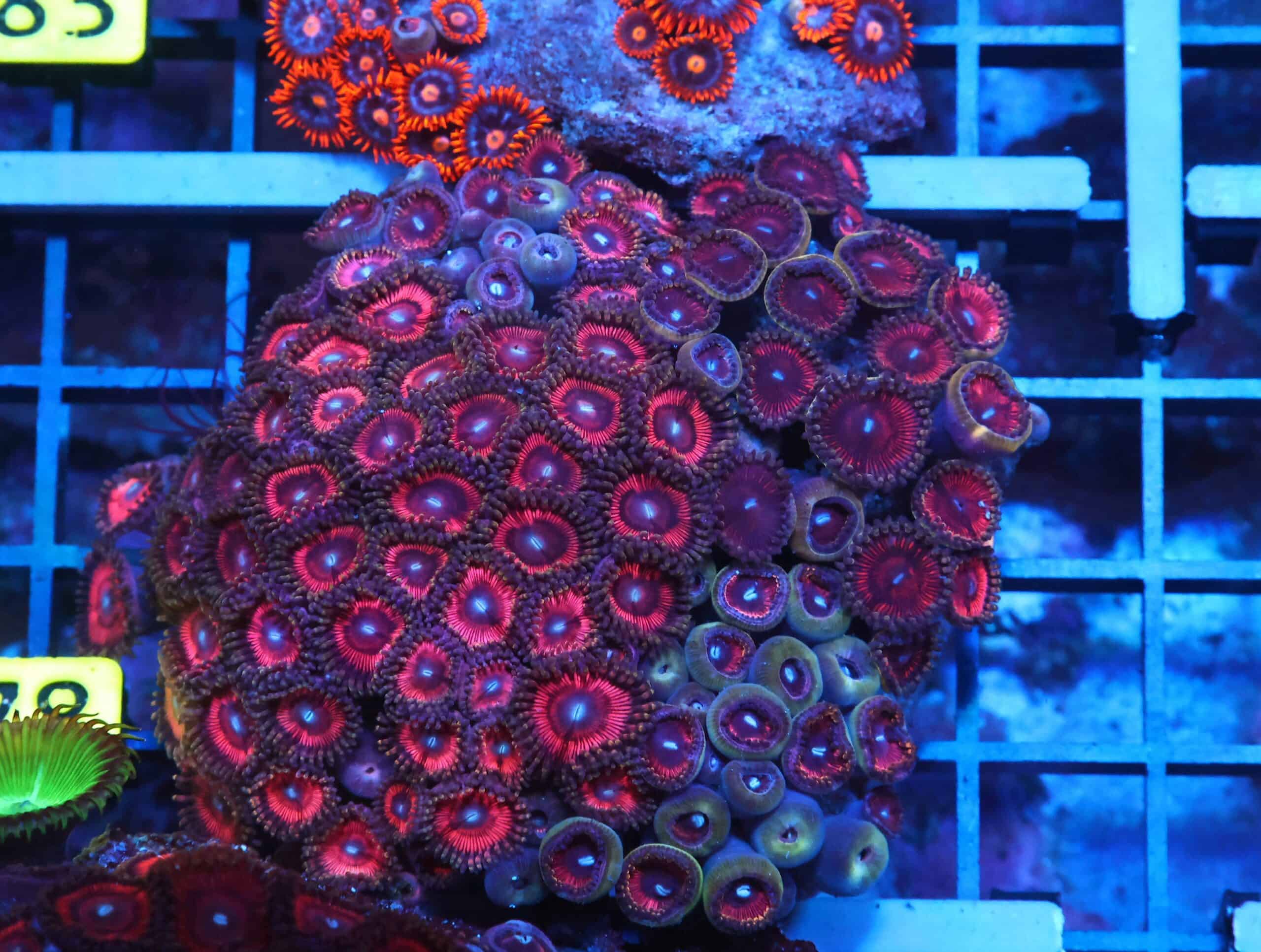 X78 - INDO RED WHITE EYE ZOA