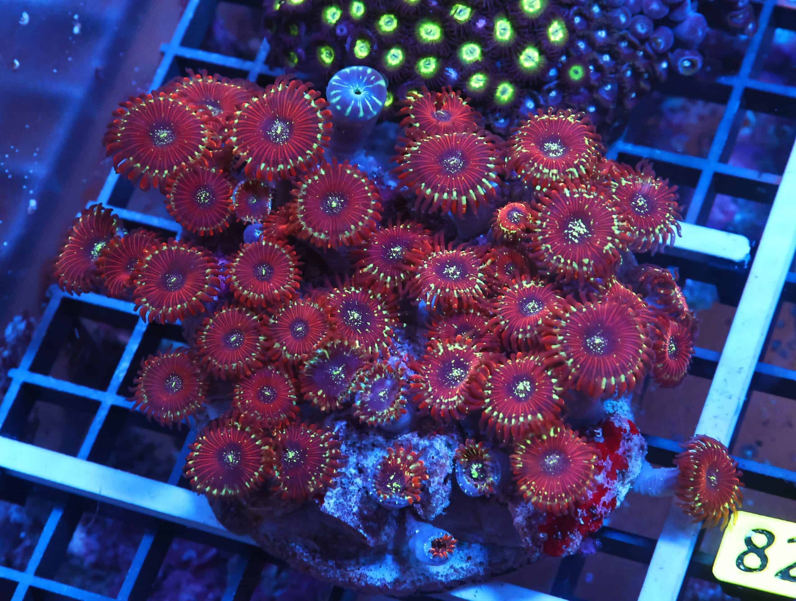 X81 - INDO RED MAGICIAN ZOA