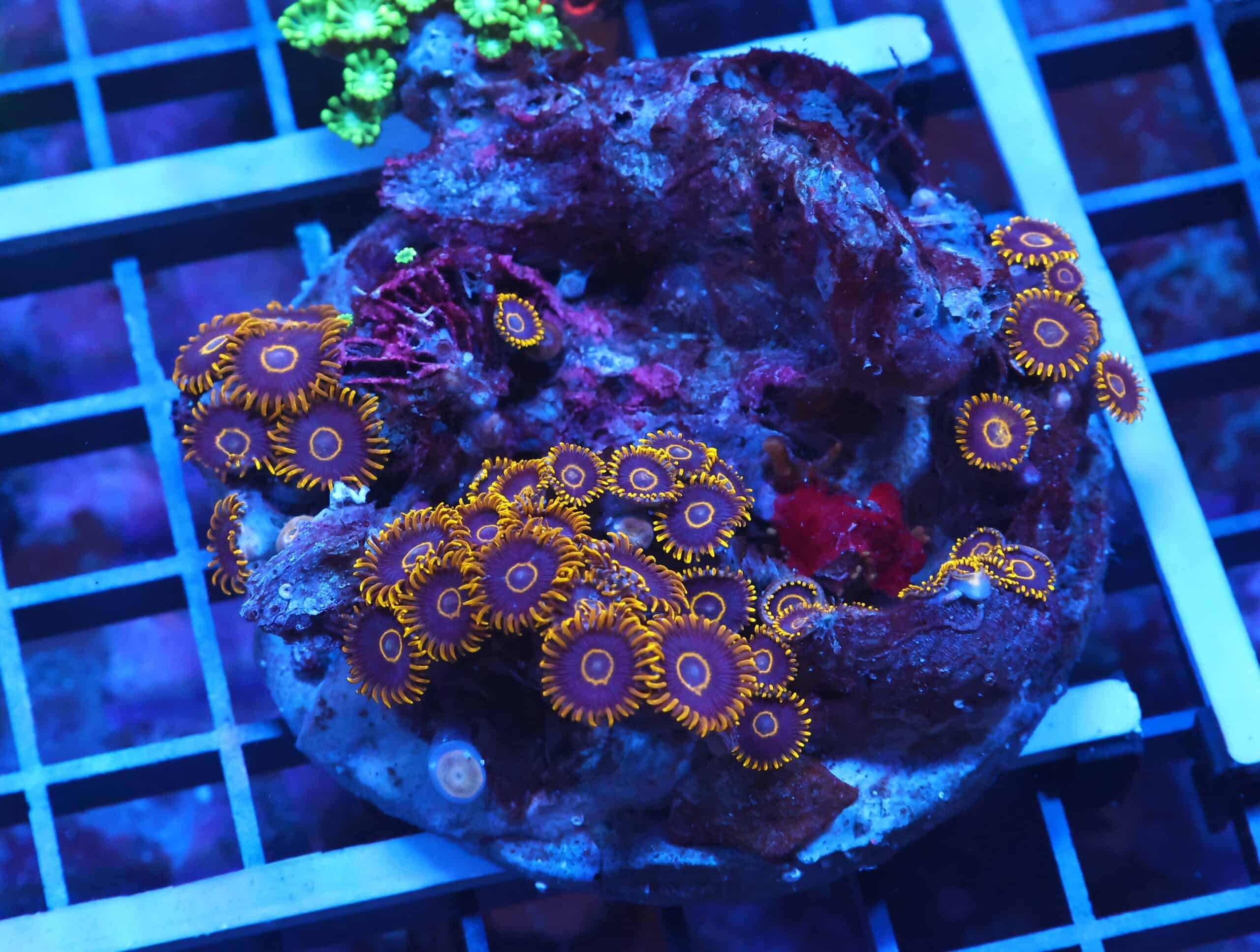 X84 - INDO BLACK HORNET ZOA