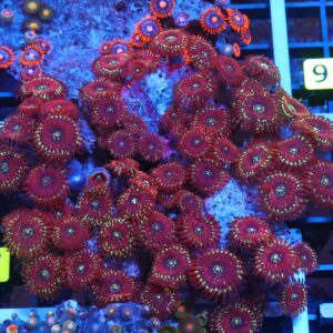 X87 - INDO RED MAGICIAN ZOA