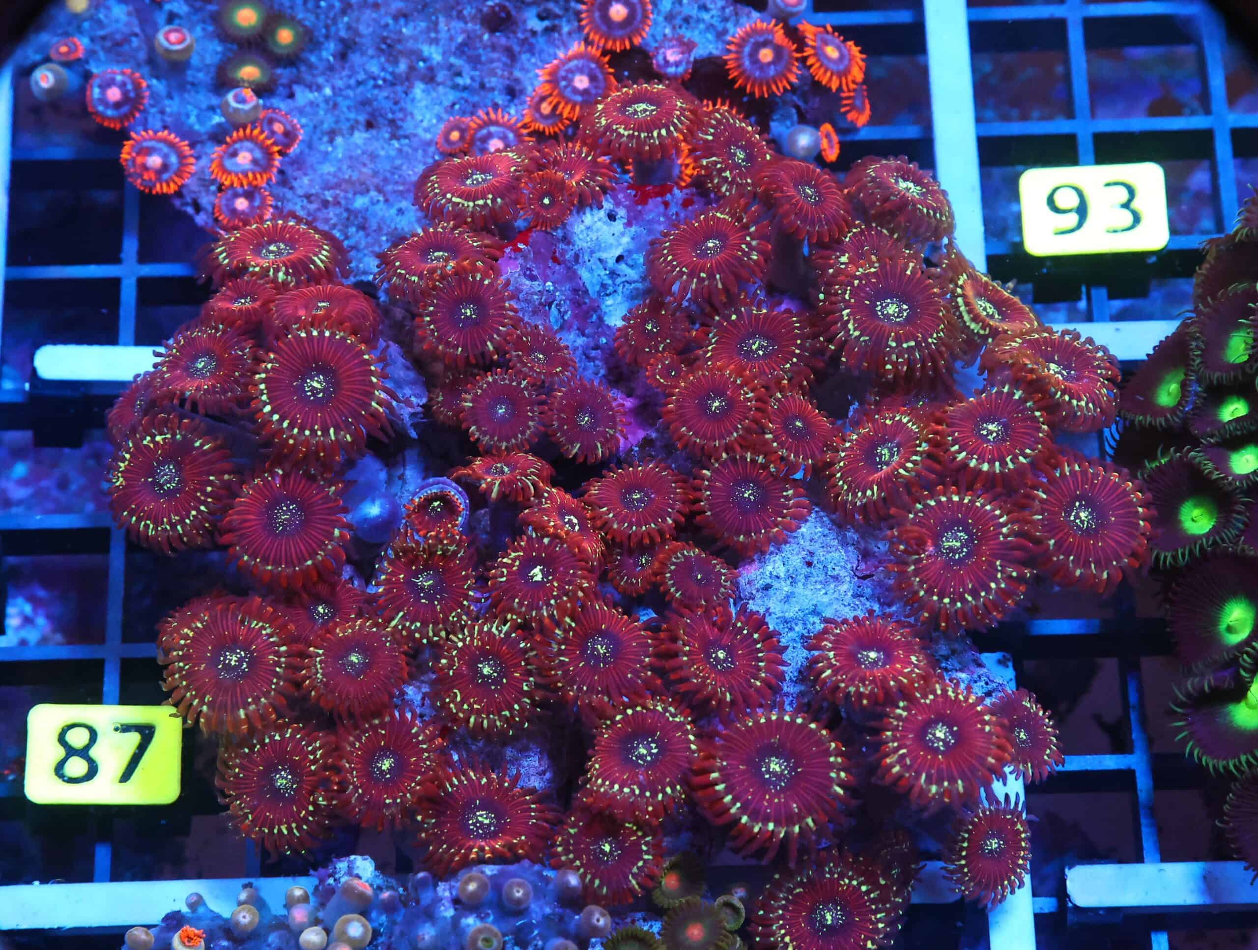X87 - INDO RED MAGICIAN ZOA