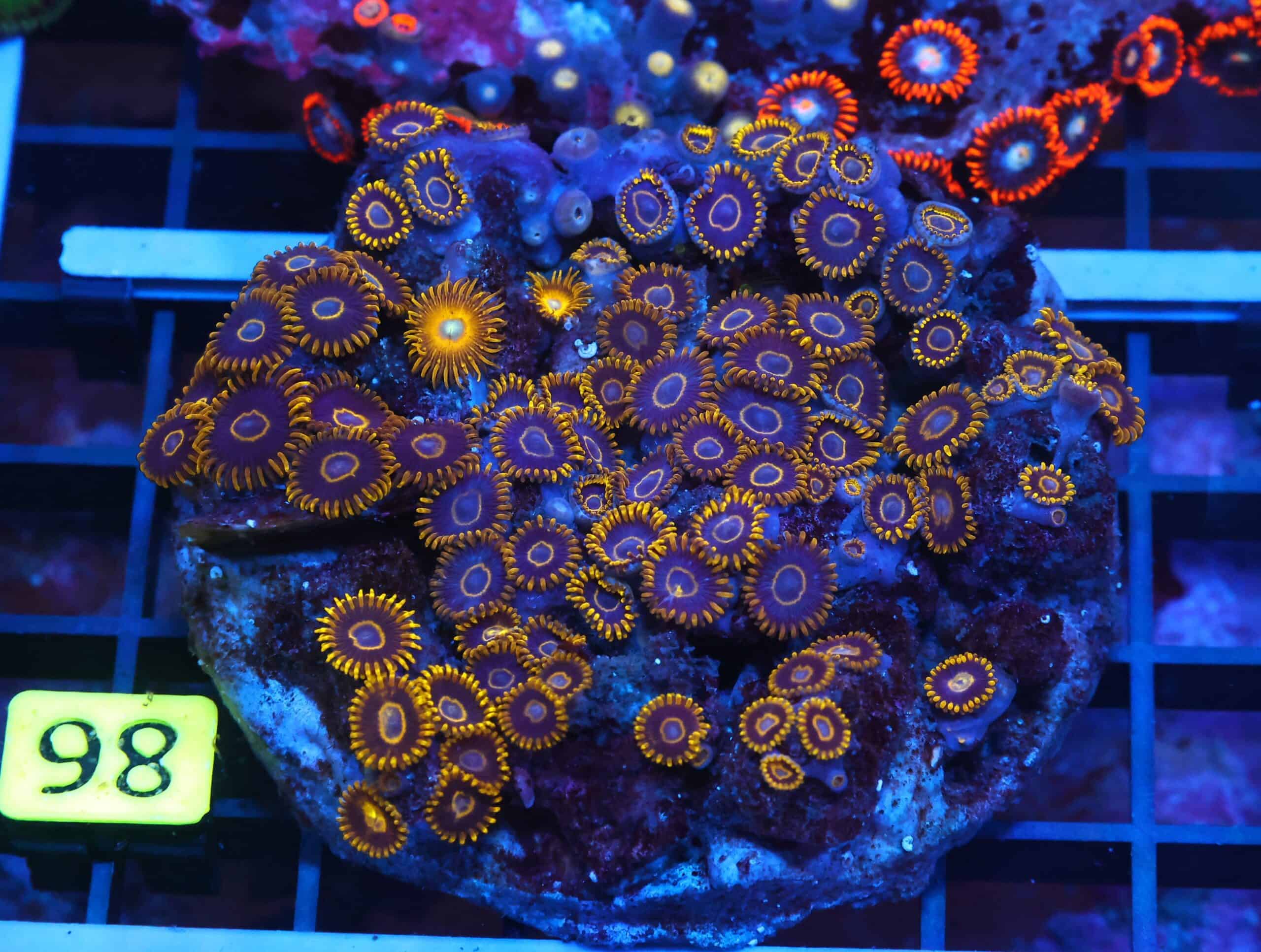 X98 - INDO BLACK HORNET ZOA