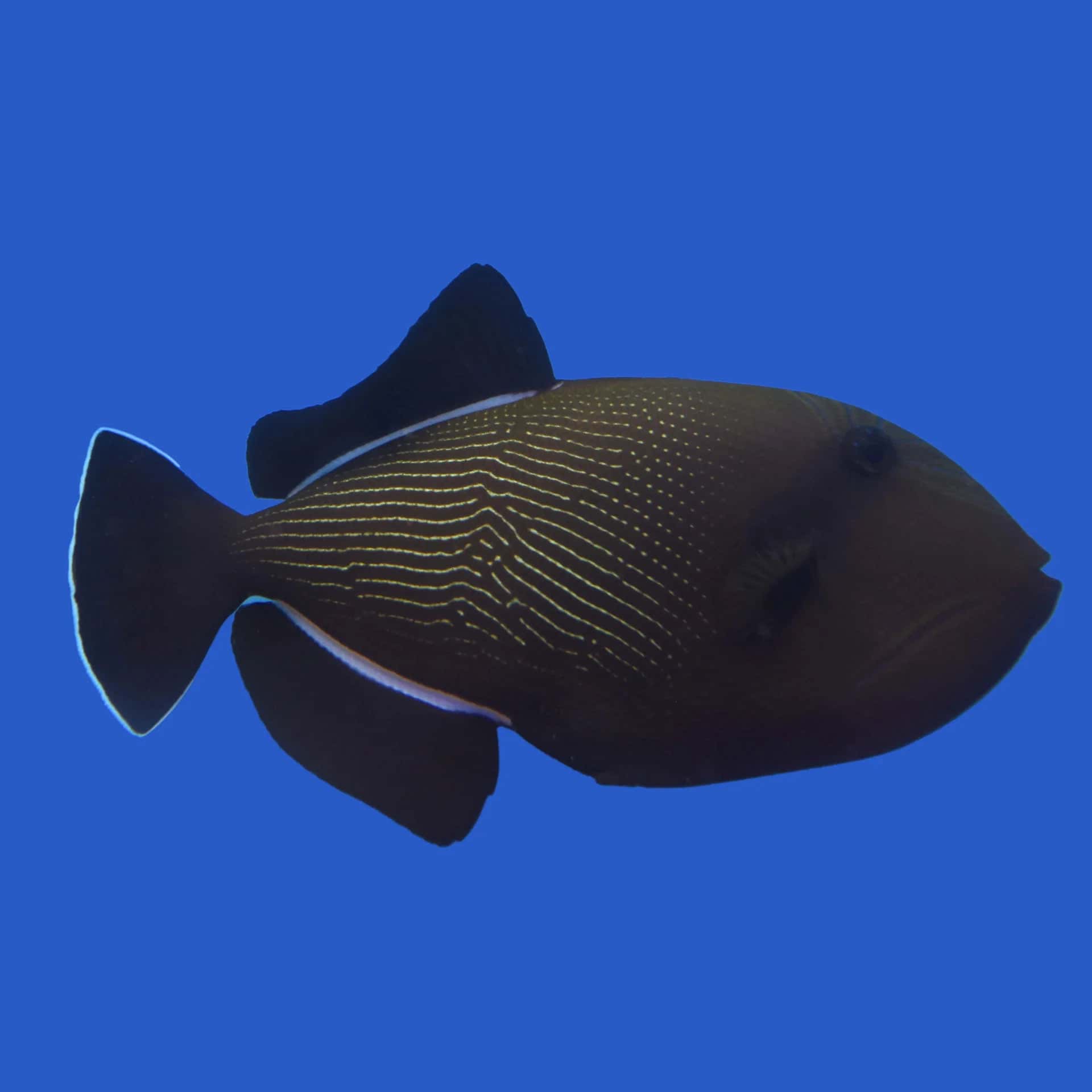 Black Trigger; I.O - Melichthys indicus