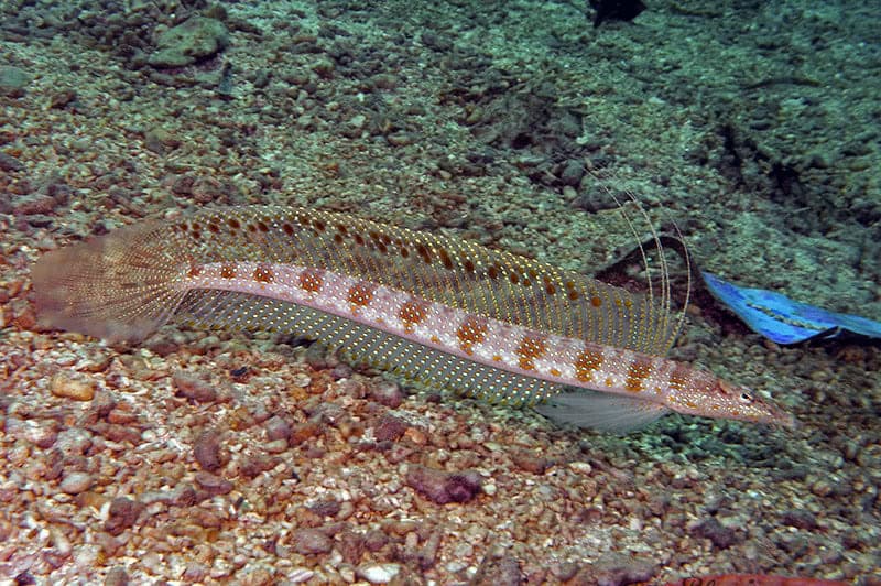 Goby: Featherfin Sand