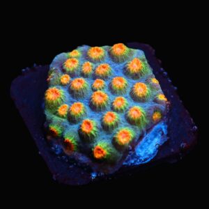 SDC Cyphastrea: Dippin Dots