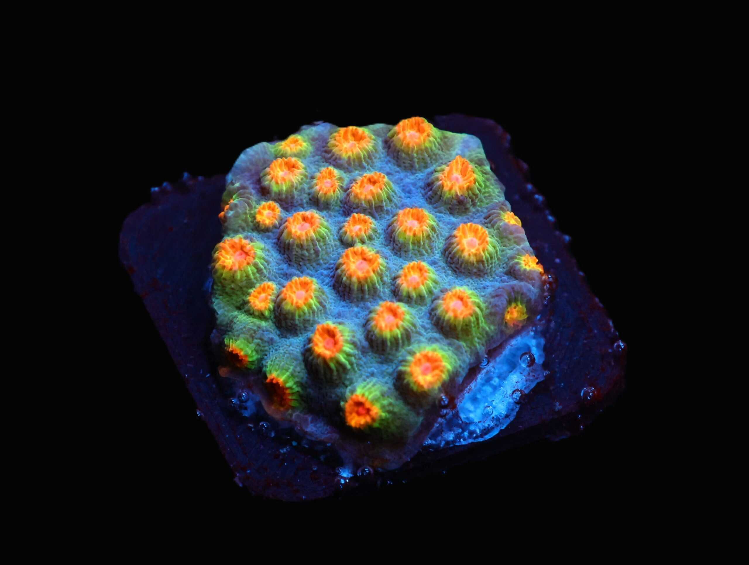 SDC Cyphastrea: Dippin Dots