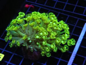 H66 - INDO TOXIC GREEN GONIOPORA