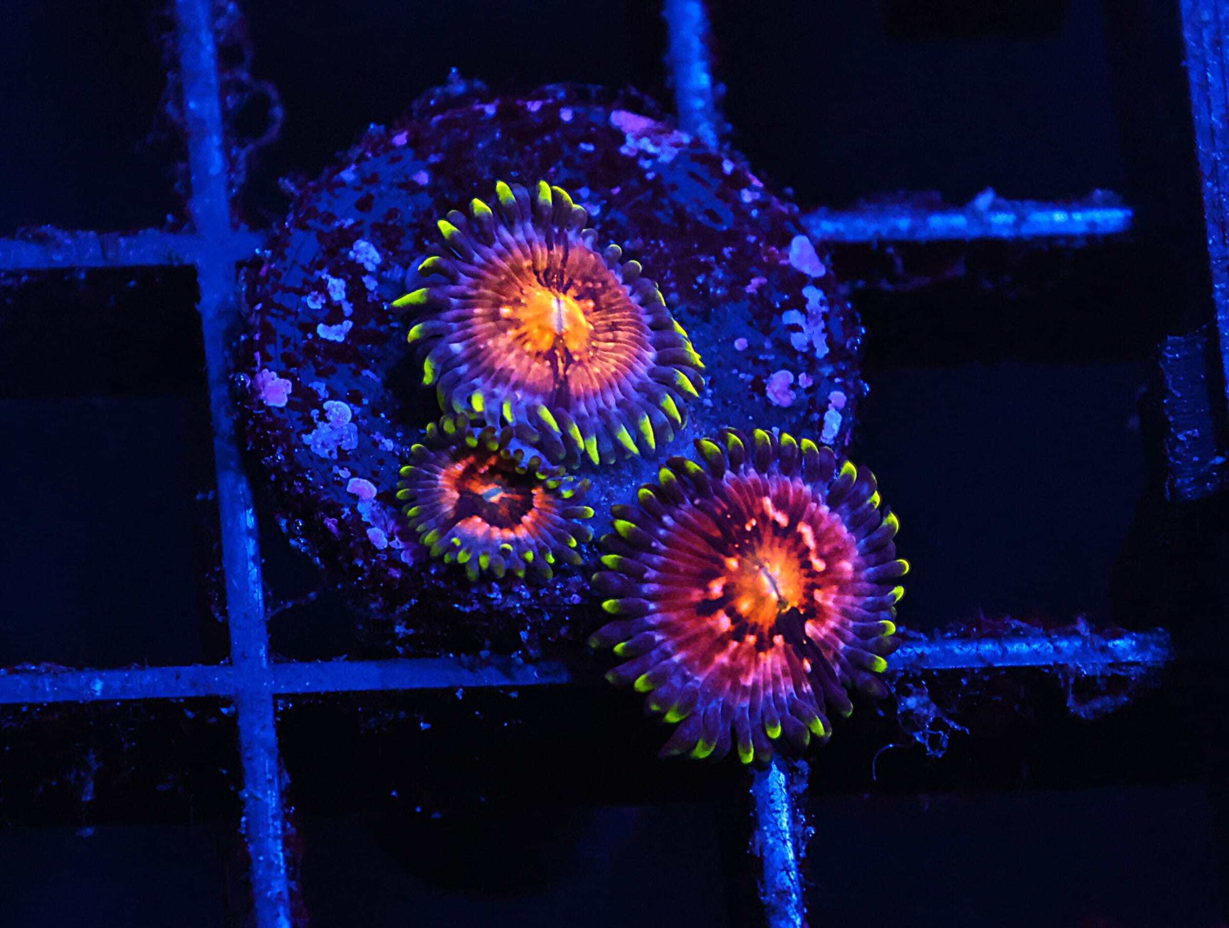C227 - SDC FAIRY FART ZOA/PALY (POLYP)