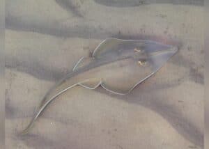 Shark: Shovelnose