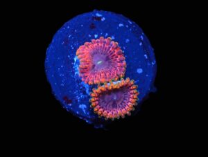 C227 - SDC FAIRY FART ZOA/PALY (POLYP)