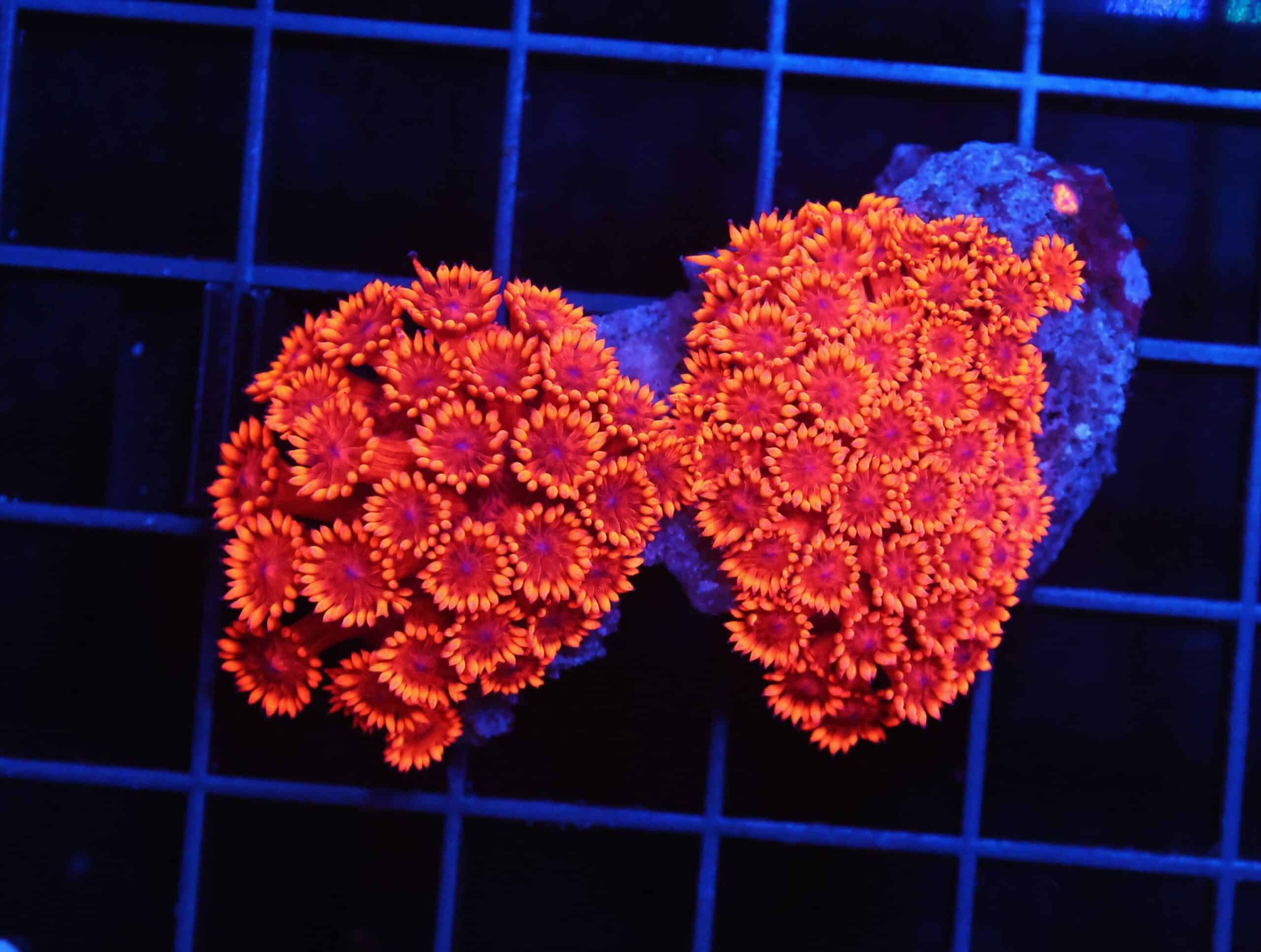 B01 -INDO RED HOT GONIOPORA