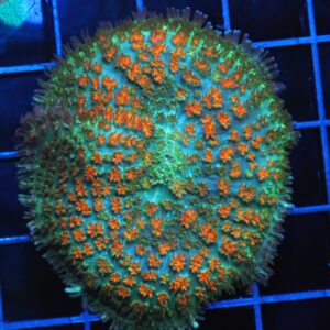 B02 -JUNGLE FIRE CARPET RHODACTIS MUSHROOM