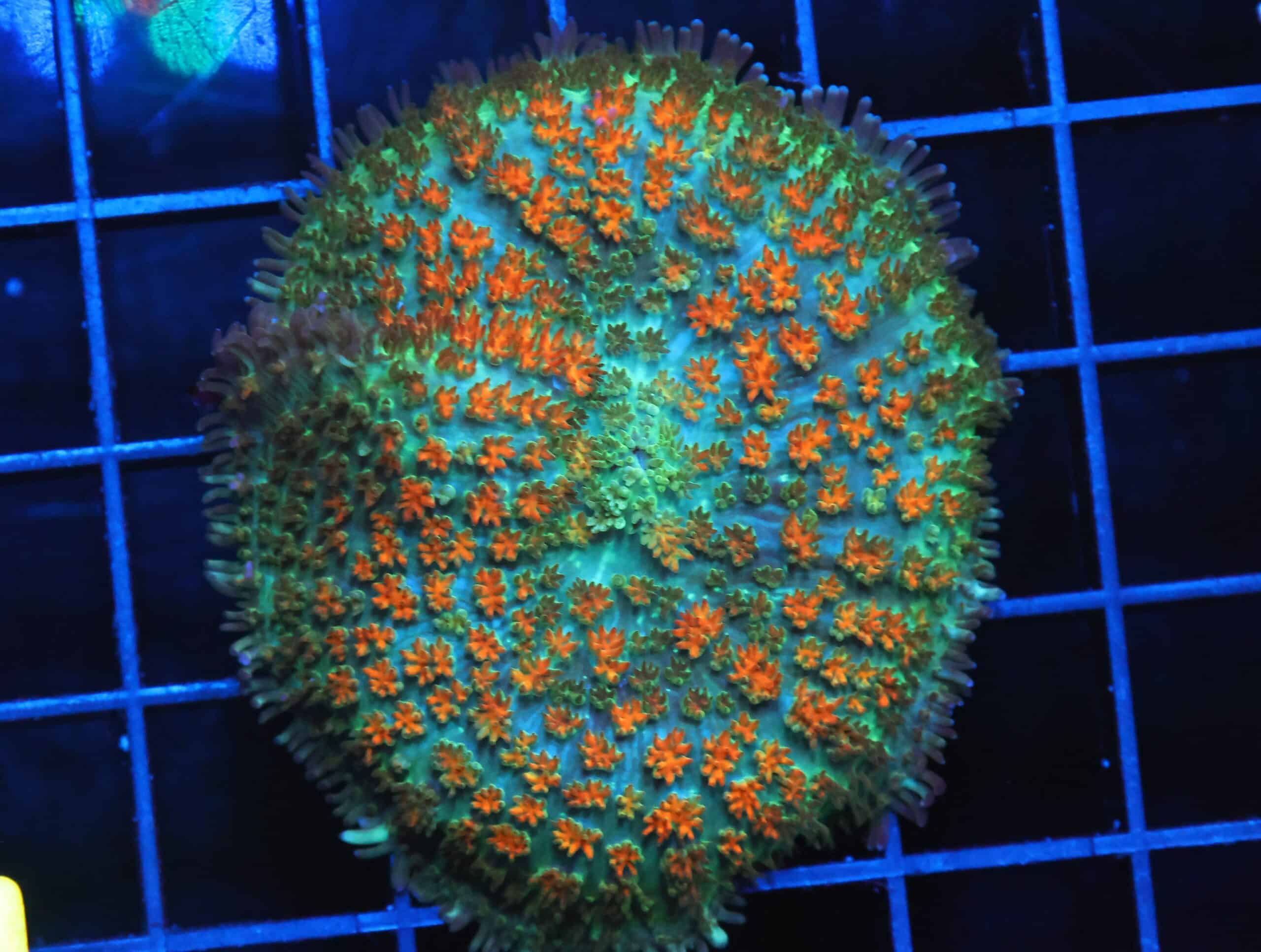 B02 -JUNGLE FIRE CARPET RHODACTIS MUSHROOM