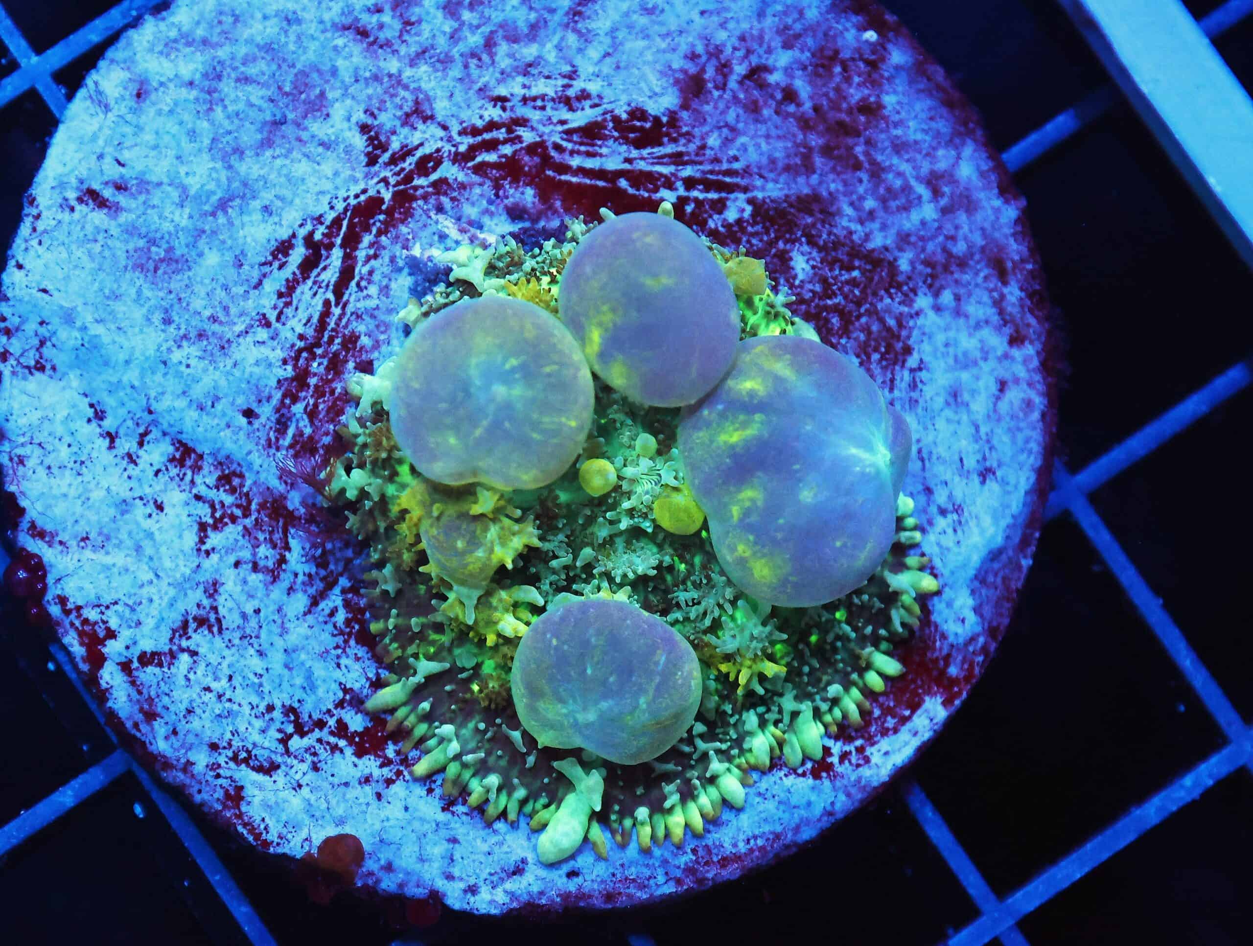 B03 -TOXIC BOUNCE RHODACITS MUSHROOM