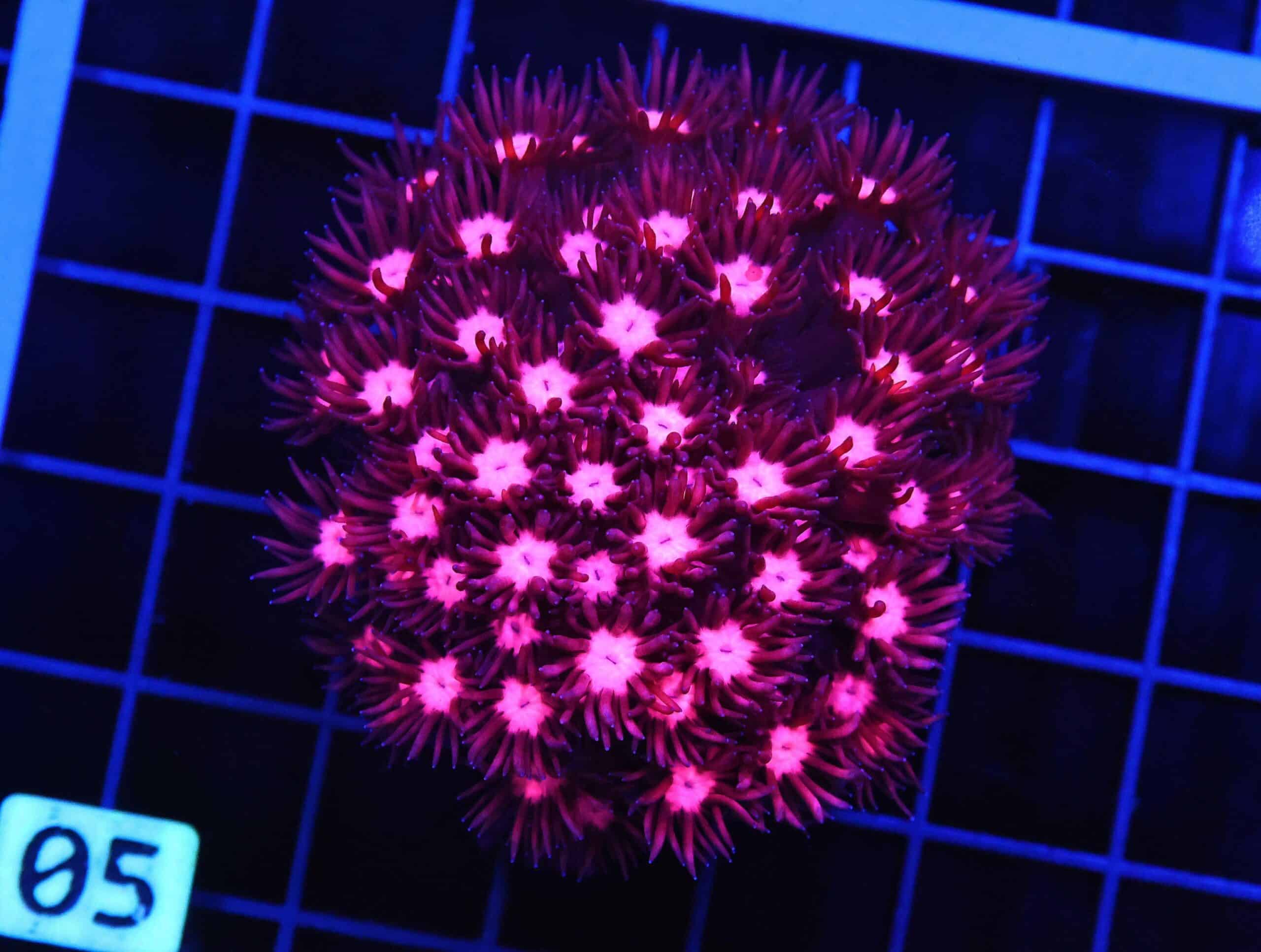 B05 -INDO CHERRY BLOSSOM GONIOPORA