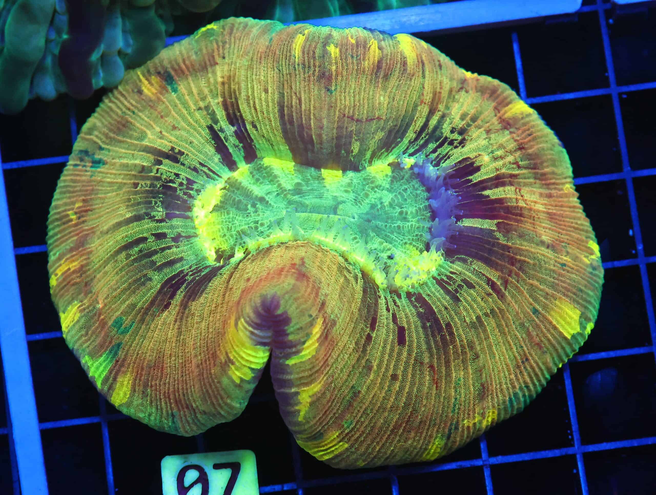 B07 -INDO ELECTRIC STORM TRACHY