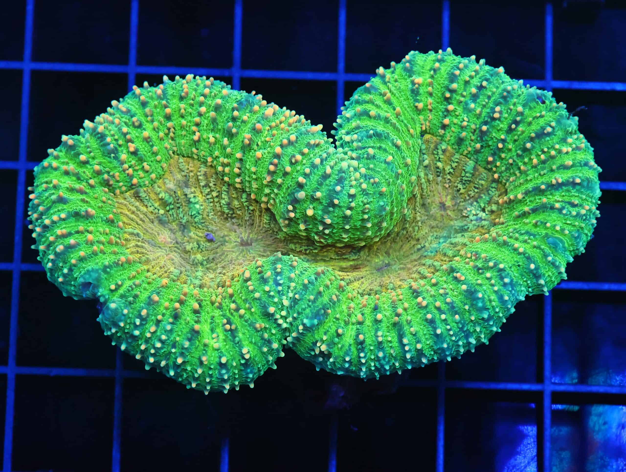 B10 -INDO GOLD RUSH LOBO