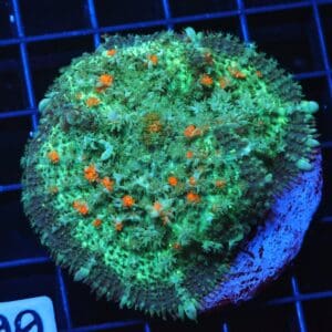 B100 - ORANGE KISS BOUNCE RHODACTIS MUSHROOM