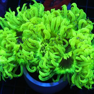 B101 - INDO ULTRA YELLOW ELEGANCE