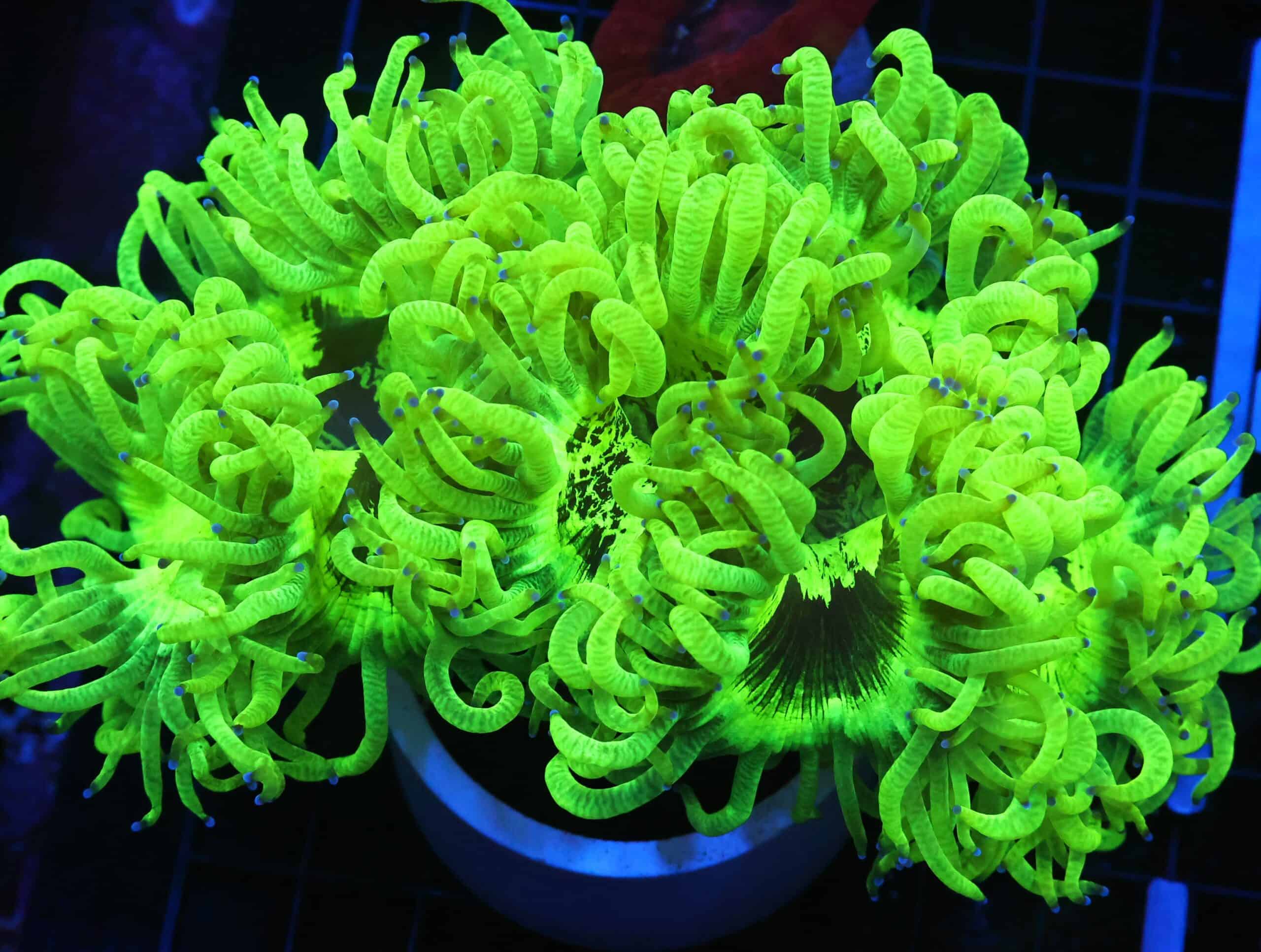 B101 - INDO ULTRA YELLOW ELEGANCE