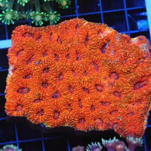 B102 - INDO MARBLED BRIGHT ORANGE ACAN ECHINATA