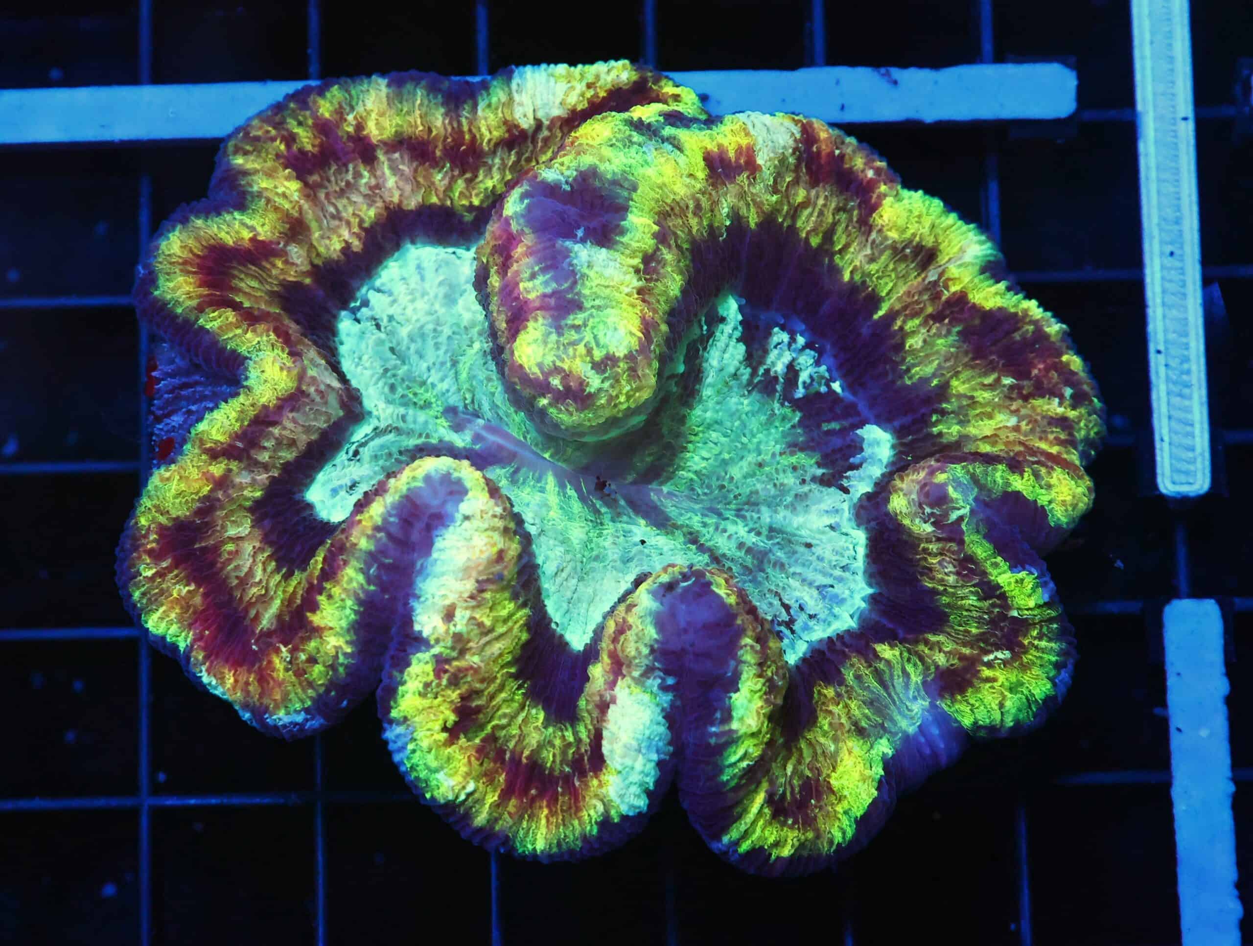 B104 - INDO RAINBOW RIM TRACHY