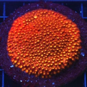 B109 - INDO BRIGHT ORANGE GRAFTED CYPHASTREA