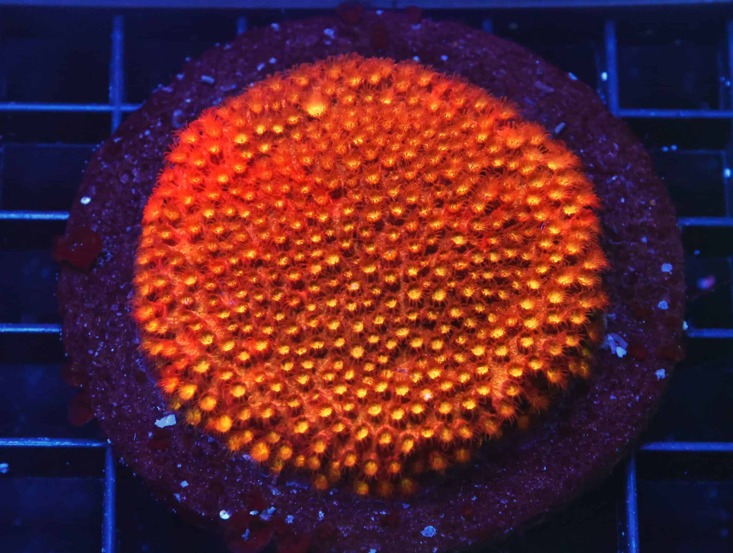 B109 - INDO BRIGHT ORANGE GRAFTED CYPHASTREA