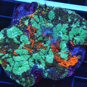 B108 - INDO ULTRA MARBLED ACAN ECHINATA