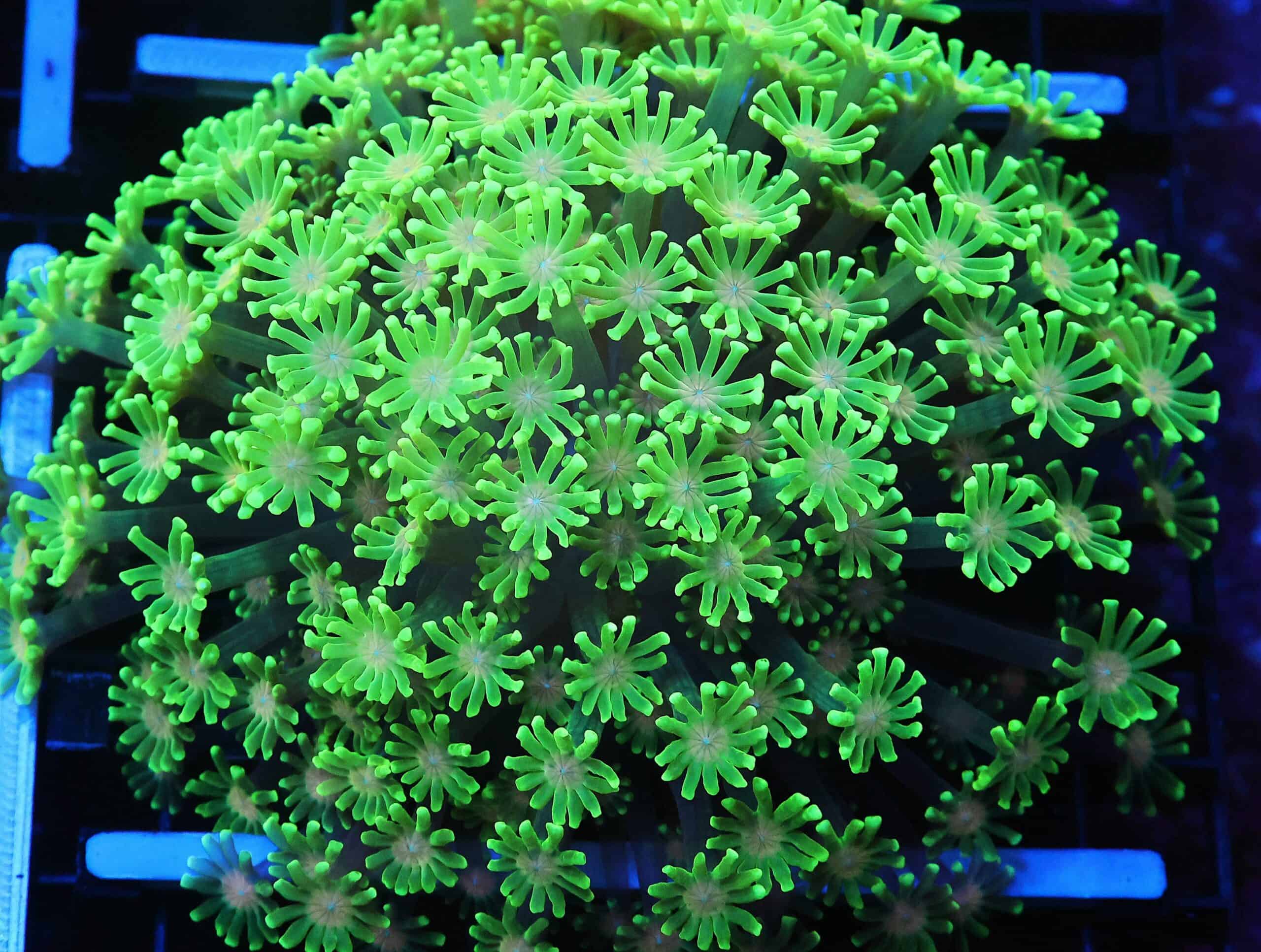 B110 - INDO FOREST DANCER ALVEOPORA