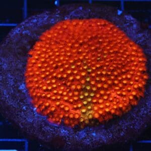 B114 - INDO BRIGHT ORANGE GRAFTED CYPHASTREA