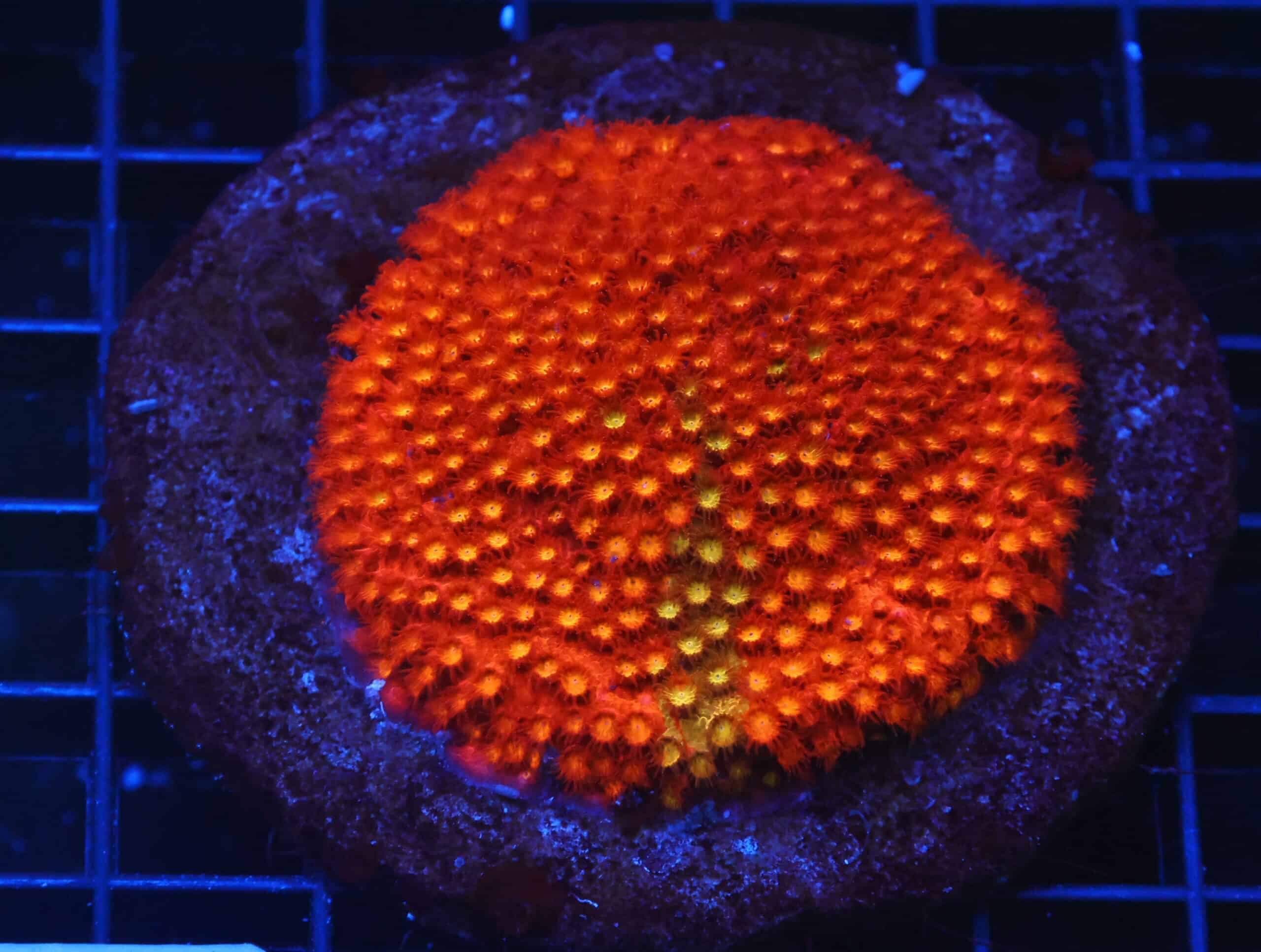 B114 - INDO BRIGHT ORANGE GRAFTED CYPHASTREA