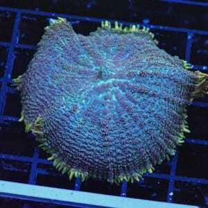 B117 - GOLD RIM RHODACTIS MUSHROOM LG