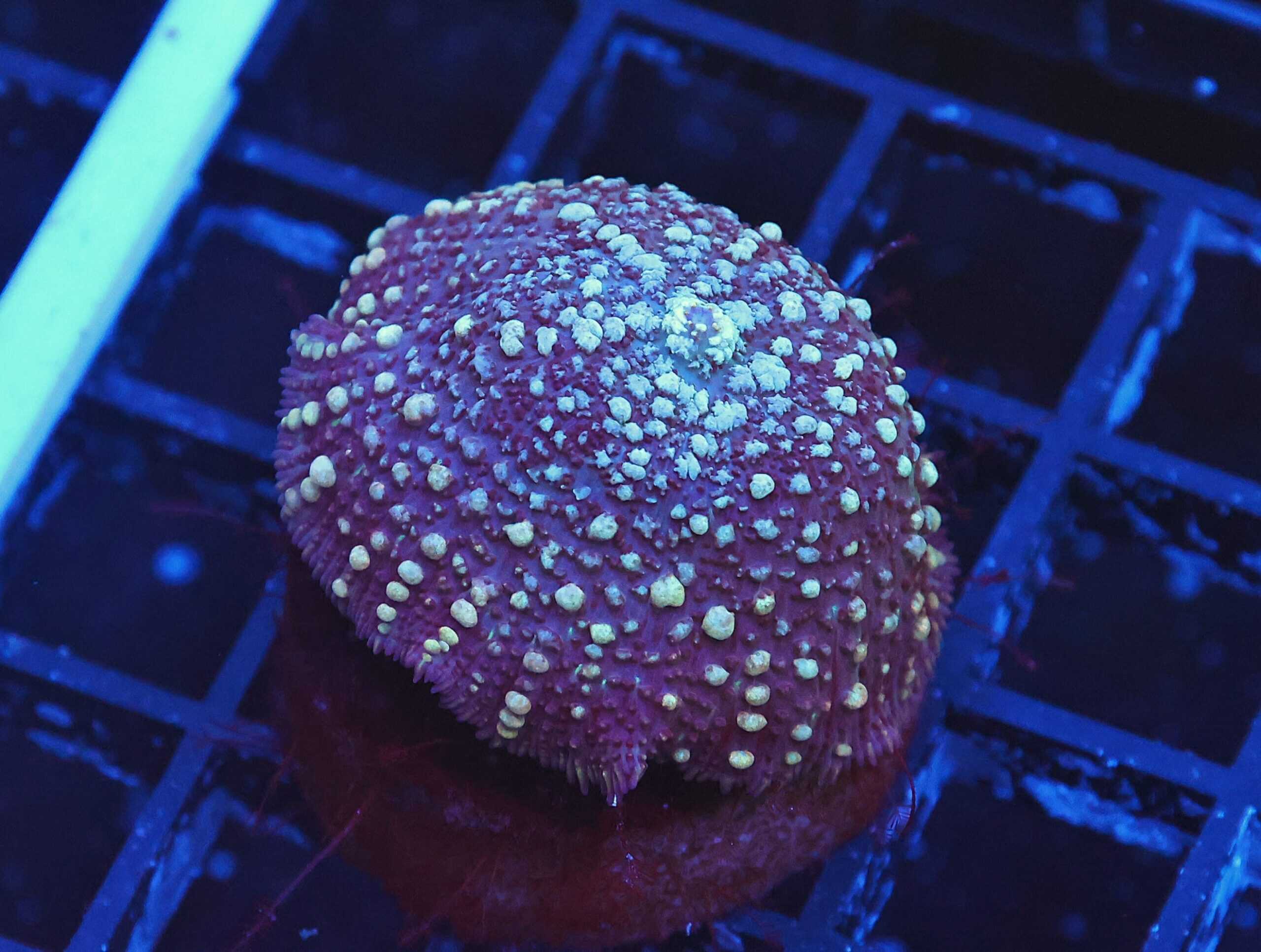 B119 - MOON DANCER BOUNCE RHODACTIS MUSHROOM