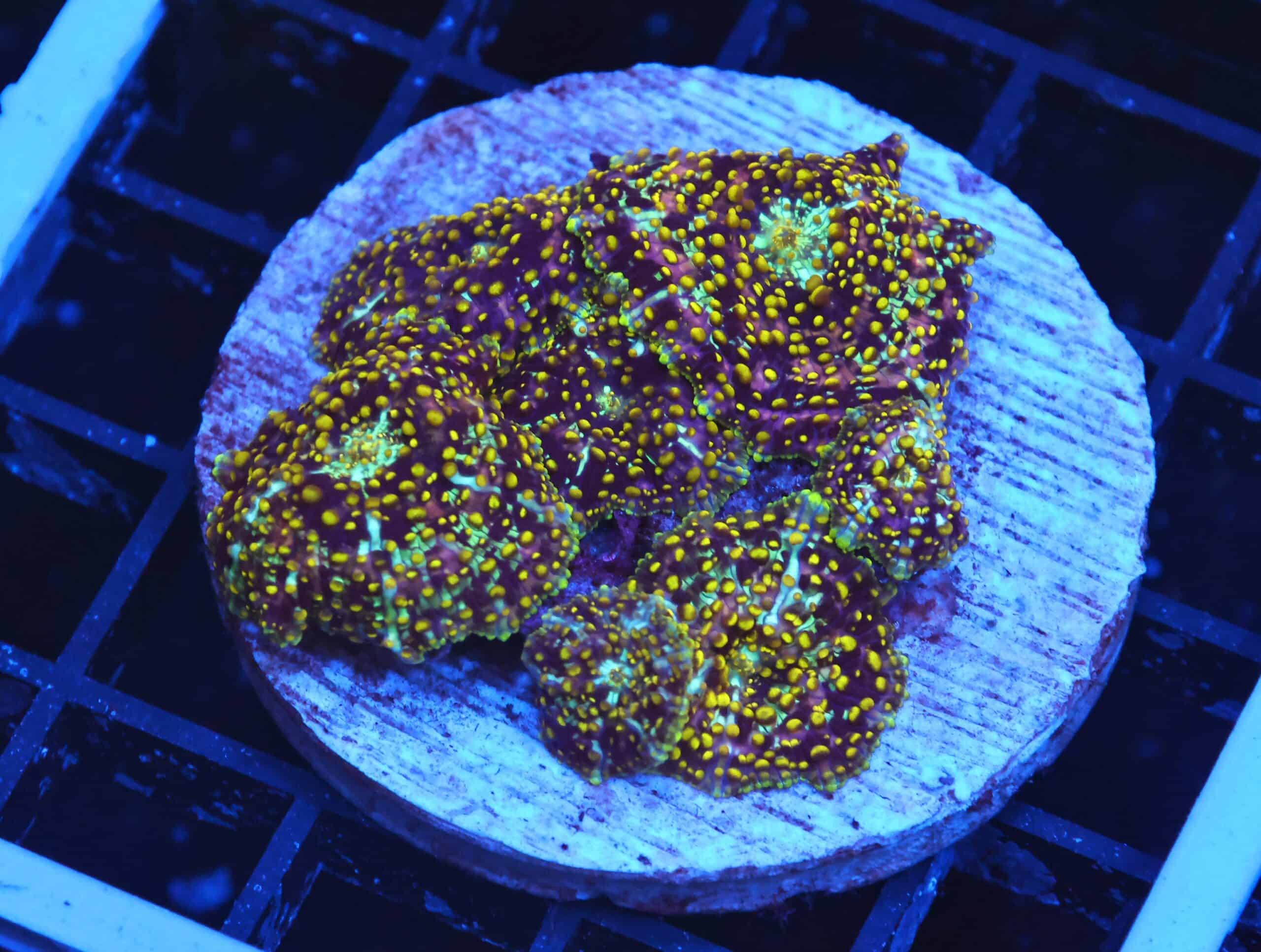 B120 - MARS STARS DISCO MUSHROOM